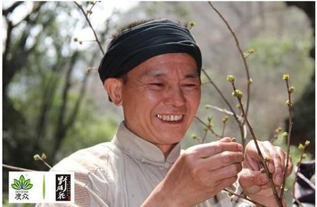 杜仲野雄花:何以珍貴?