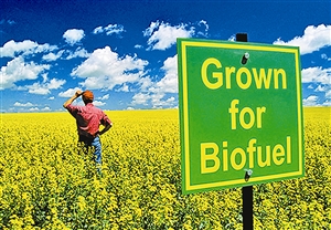 生物燃料究竟有多“綠”？