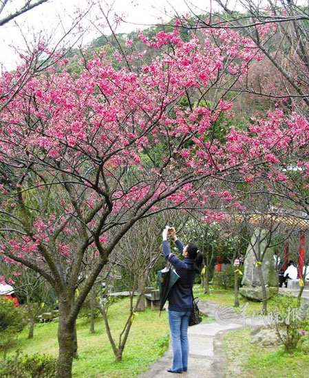 玩轉蛇年！盤點春節各大主題旅游線路（組圖）