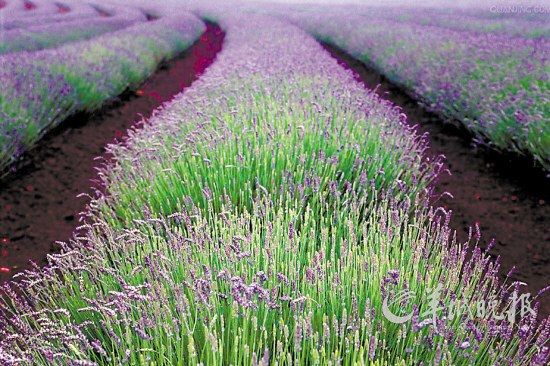 玩轉蛇年!盤點春節各大主題旅游線路(組圖)