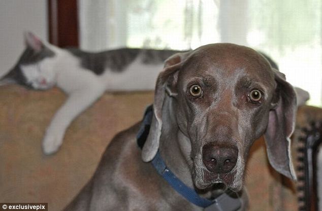 組圖:英網(wǎng)友曬自家寵物“搶鏡”照