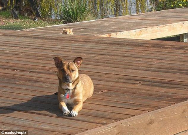 組圖:英網友曬自家寵物“搶鏡”照