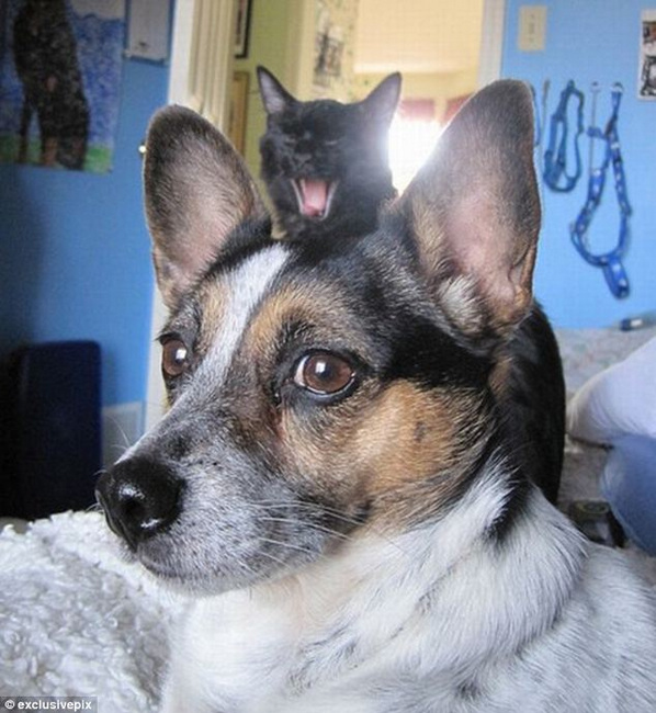 組圖:英網友曬自家寵物“搶鏡”照