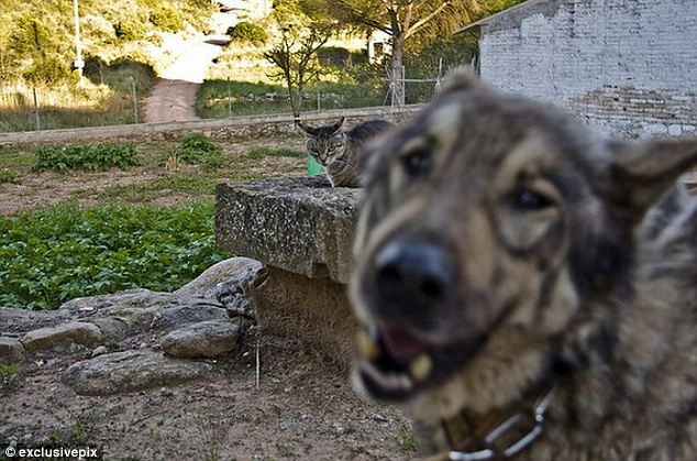 組圖:英網(wǎng)友曬自家寵物“搶鏡”照