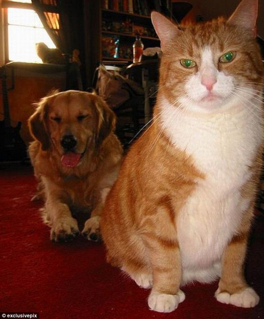 組圖：英網(wǎng)友曬自家寵物“搶鏡”照