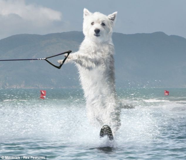 組圖:蘋果推“沖浪小狗”程序提振人心