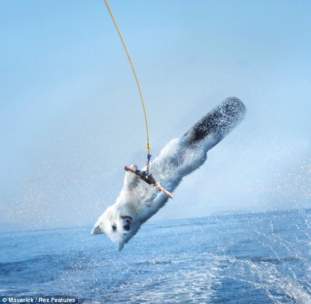 組圖:蘋(píng)果推“沖浪小狗”程序提振人心