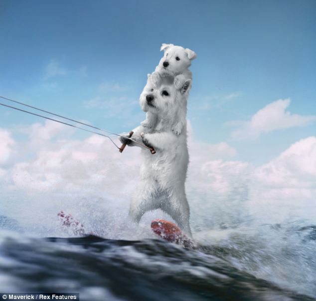 組圖:蘋果推“沖浪小狗”程序提振人心