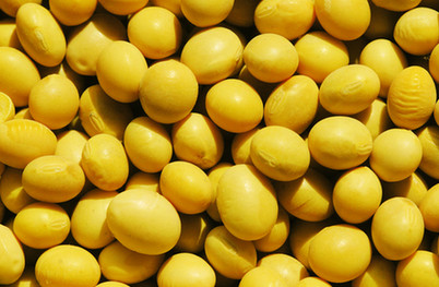 日本糧商控制近兩成中國(guó)大豆進(jìn)口？