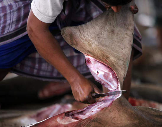 中國反腐放了鯊魚一條生路?