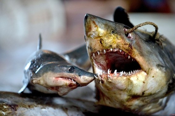 中國反腐放了鯊魚一條生路?