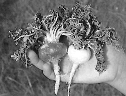 秘魯媒體炒“瑪卡” 實為擔(dān)心競爭