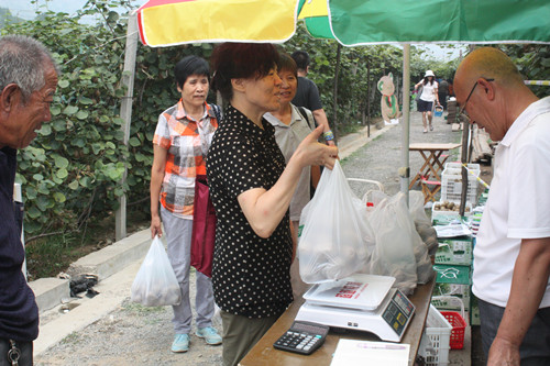 山東博山第二屆獼猴桃旅游采摘節開幕