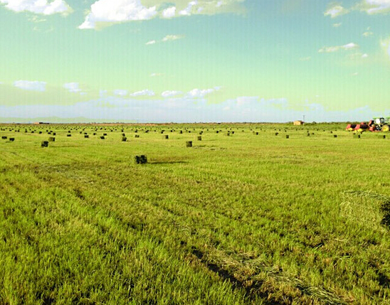 2014圣牧有機之旅•純凈啟程——見證「全程有機」純真奇跡