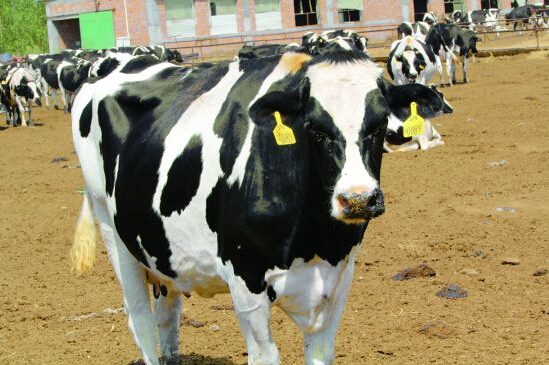 2014圣牧有機之旅•純凈啟程——見證「全程有機」純真奇跡