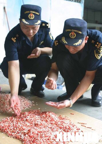 紅珊瑚跨境盜采背后的利益鏈