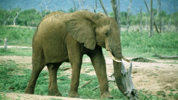 BBC:中國臨時禁止進口象牙制品 稱嚴打象牙走私