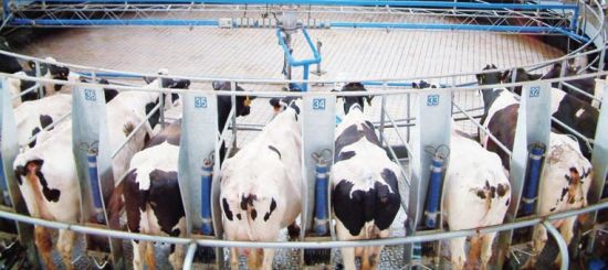 宋亮：歐洲牛奶配額終結(jié)？別心塞！