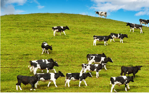 宋亮：歐洲牛奶配額終結(jié)？別心塞！