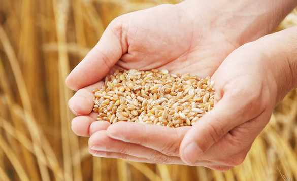 糧倉“碩鼠”騙取國家補貼 中儲糧:絕不姑息