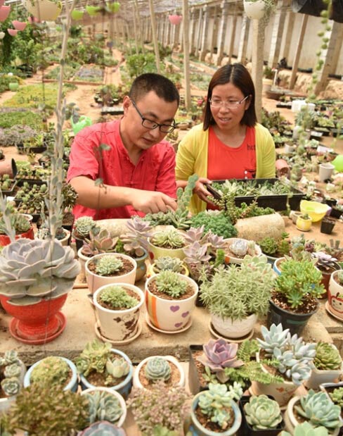 辦公室在花房 產(chǎn)品網(wǎng)上走俏 大學(xué)生夫妻回鄉(xiāng)創(chuàng)業(yè)成美談
