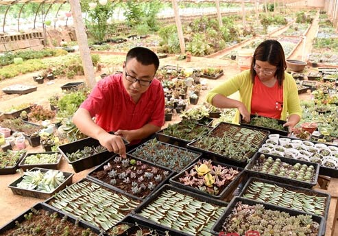 辦公室在花房 產(chǎn)品網(wǎng)上走俏 大學(xué)生夫妻回鄉(xiāng)創(chuàng)業(yè)成美談