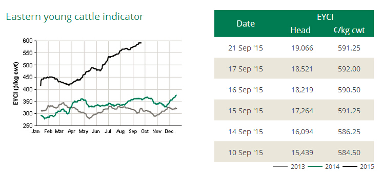 澳洲肉牛價格走勢打破常規 持續刷新紀錄高點