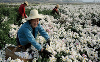 湖北麻城產(chǎn)業(yè)轉(zhuǎn)型助推老區(qū)新跨越