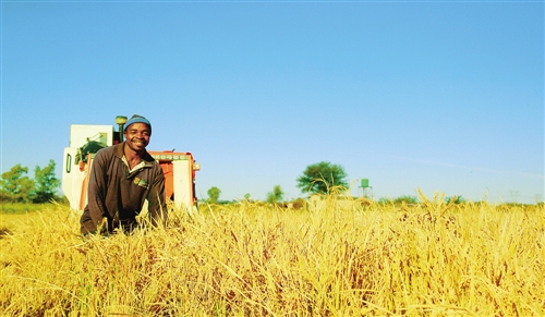 “彩虹之國”飄起稻花香：中國人在南非種水稻