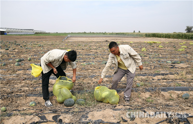 庫布其生態(tài)治理:甘草“躺著長” 沙漠大變樣