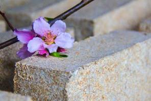 一場春天的約會-古井貢酒2018年首屆桃花春曲節(jié)即將開幕