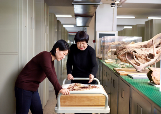 中國科學院院士、古脊椎動物學家張彌曼教授榮膺2018年度歐萊雅-聯合國教科文組織“世界杰出女科學家成就獎”